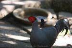 Siamese crested fireback