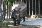 Indian rhinoceros