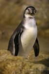 Humboldt's penguin