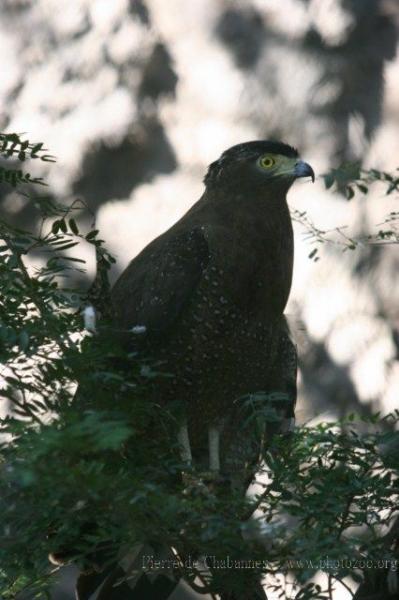 Crested serpent-eagle