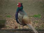 Green pheasant *