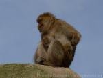 Barbary macaque