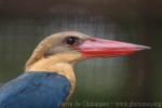 Stork-billed kingfisher