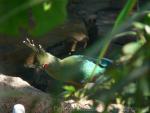 Schalow's turaco *