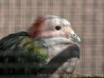 Green imperial-pigeon