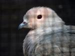 Pink-headed imperial-pigeon