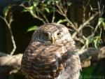 Asian barred owlet