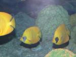 Bluecheek butterflyfish