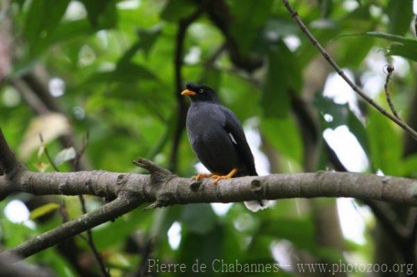 Javan myna