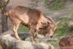 Aoudad