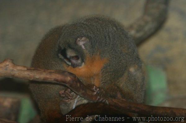Bolivian night monkey *