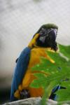 Blue-and-gold macaw