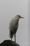 Asian cattle egret