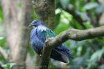 Nicobar pigeon