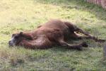 Bactrian camel