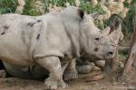 Southern white rhinoceros