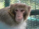 Rhesus macaque