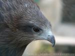 Siberian black kite