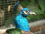 Indian peafowl