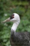 Hooded crane