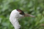 Hooded crane