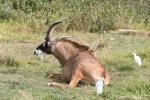 Roan antelope