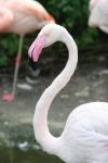 Greater flamingo