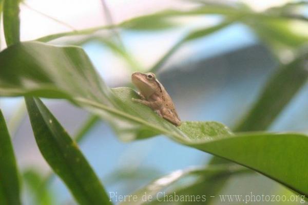 Brauer's tree frog *