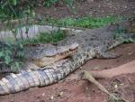 Saltwater crocodile