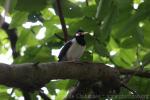 Javan pied starling