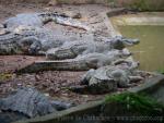 Saltwater crocodile