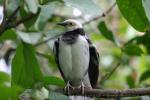 Black-collared starling