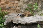 Slender-tailed meerkat