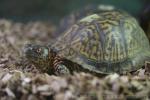 Eastern box turtle