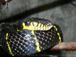 Mainland mangrove snake