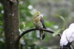 White-bellied green-pigeon