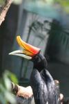 Javan rhinoceros hornbill