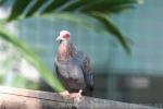 Speckled pigeon