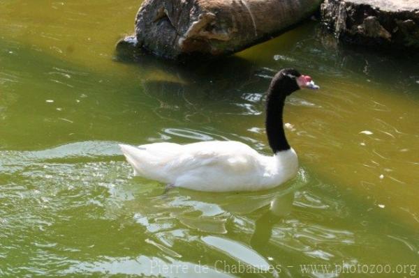 Black-necked swan