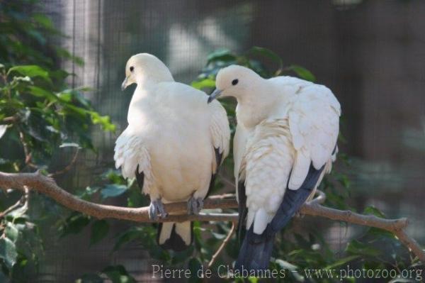 Pied imperial-pigeon