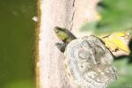 Chinese stripe-necked turtle