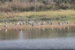 Hong-Kong Wetland Park