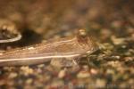 Great blue-spotted mudskipper