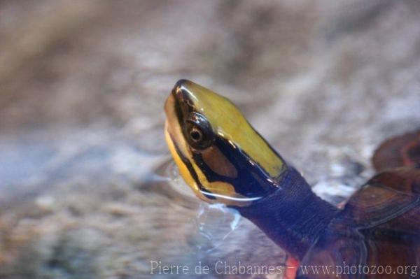 Chinese three-striped box turtle