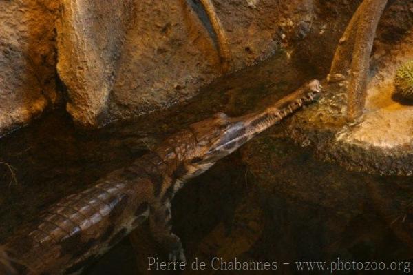 Malayan gharial