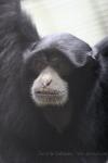 Siamang