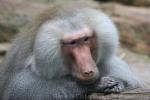 Hamadryas baboon