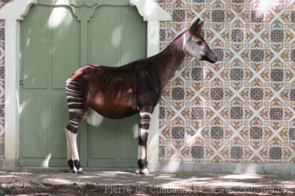 Okapi