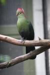 Fischer's turaco