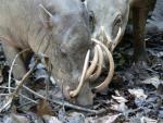 Sulawesi babirusa